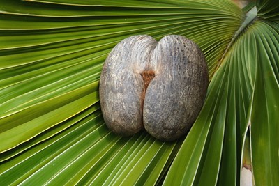 Le fameux coco-fesse