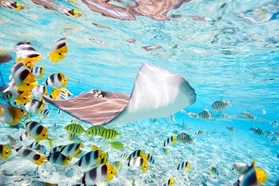 Les fonds marins de Bora Bora