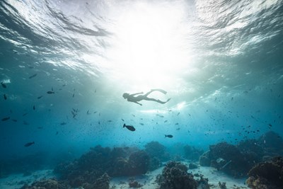 Une exp�rience spectaculaire pour les plongeurs.