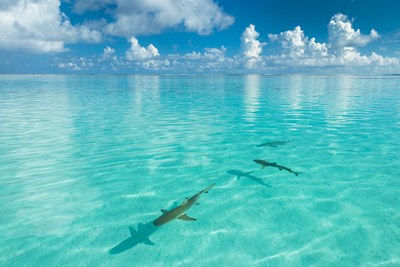 Des eaux cristallines propices � l�observation des requins