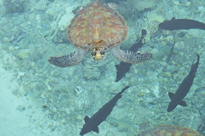 Une faune marine � d�couvrir au fil du lagon
