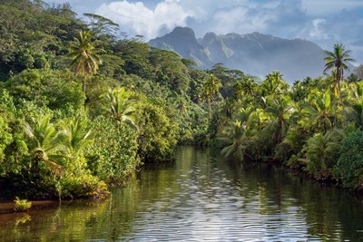 La rivi�re Faaroa, au c�ur d�une nature luxuriante
