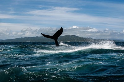 Les baleines � bosse dans la baie de Saman�