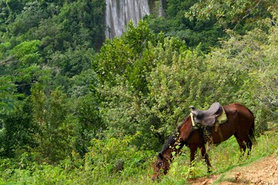 � cheval � travers la jungle