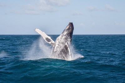 Les baleines � bosse dans la baie de Saman�
