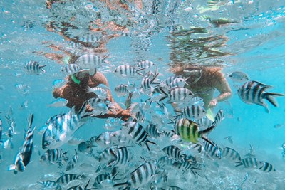 Explorez les exceptionnels fonds marins