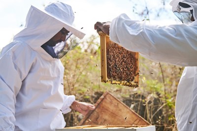D�couvrez le monde des abeilles