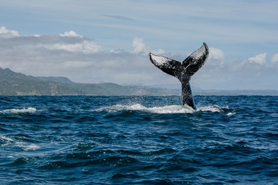 Les baleines � bosse dans la baie de Saman�