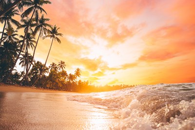 Un d�cor tropical pr�serv�