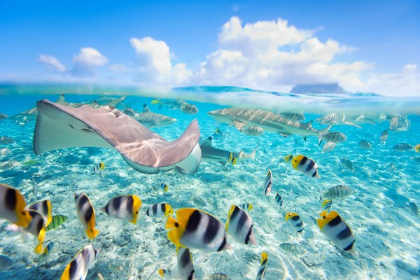 plongée bora bora