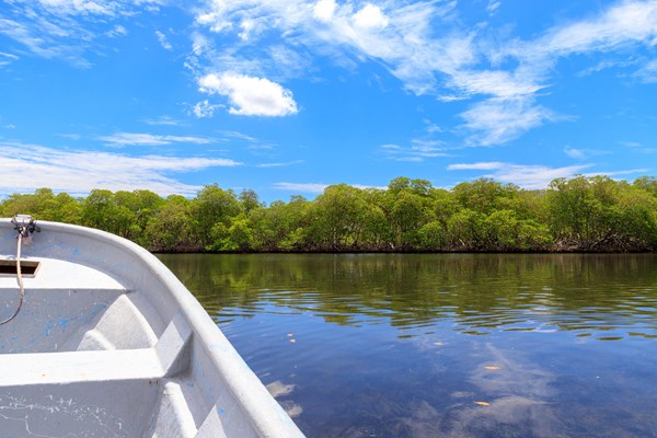balade dans la mangrove