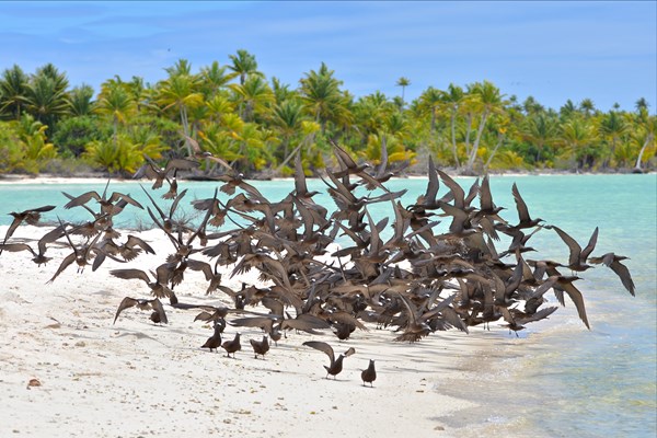 oiseaux tetiaroa