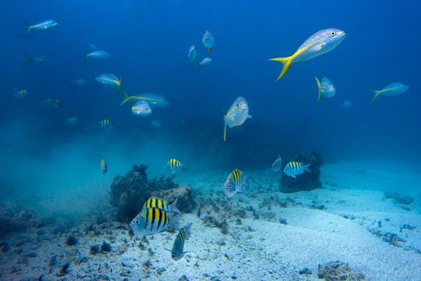 snorkeling