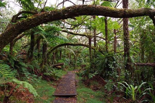 une forêt tropicale idéale pour les activités nature