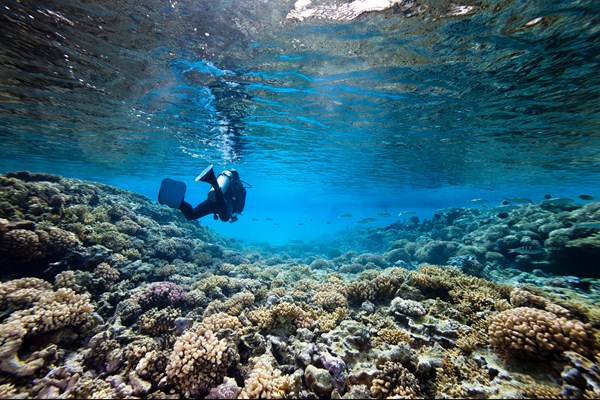 protection du lagon et découverte des fonds marins