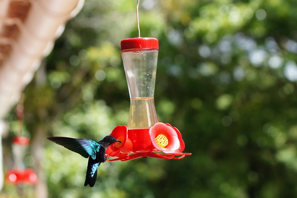 colibri jardin de balata