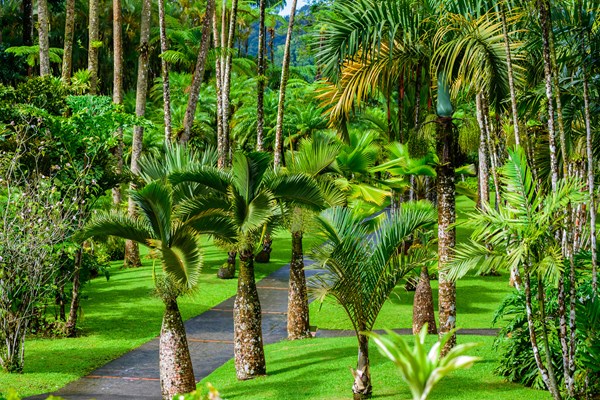 jardin de balata