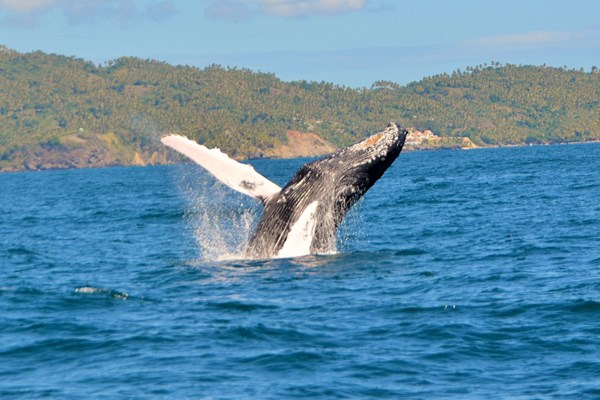 baleine dans la baie de samana