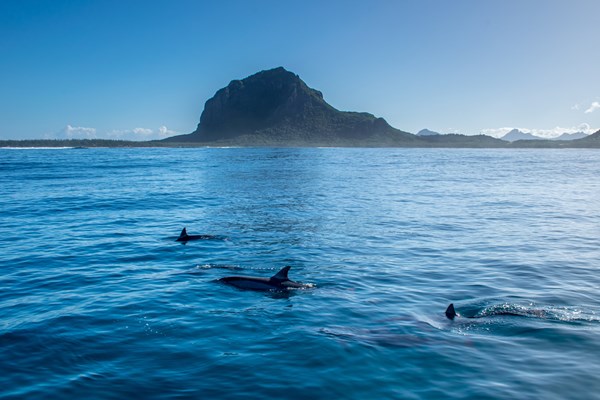dauphins à l'île maurice