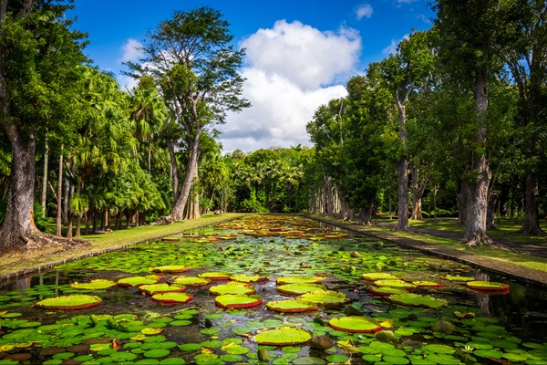 jardin de pamplemousses