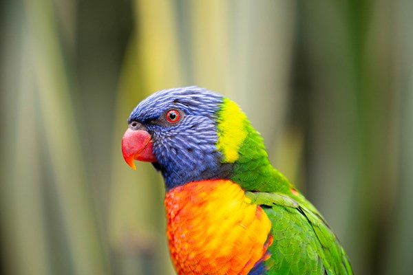 perruche parotte ville bird sanctuary, st.martin