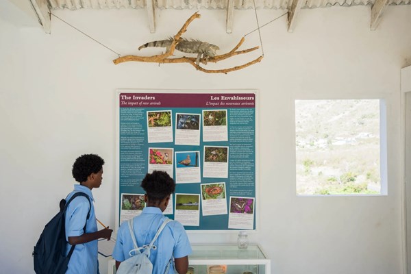 amuseum naturalis st. martin