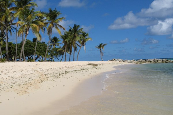 la feuill�re, � marie-galante