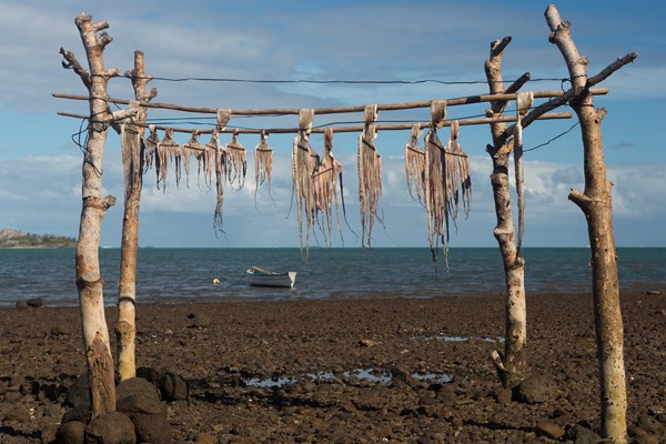 poulpes qui sèchent sur le rivage à rodrigues