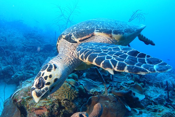 top 5 des plus beaux sites de plongée en martinique