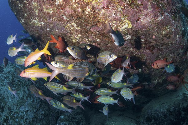 l'aquarium, un récif foisonnant de vie