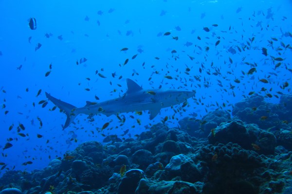 coco fesse et ses requins en toute liberté