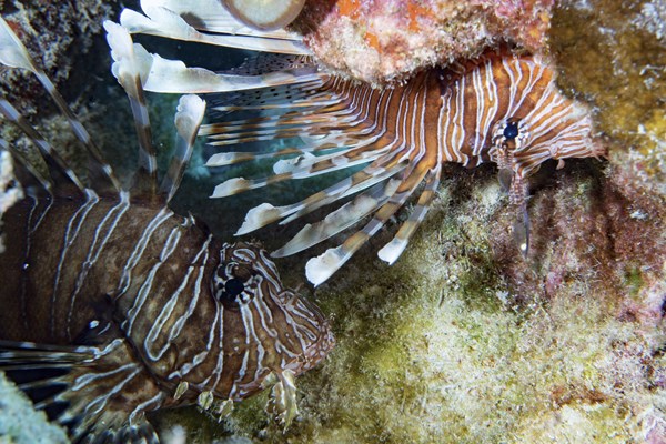 deux maisons et ses fascinants poissons-lions