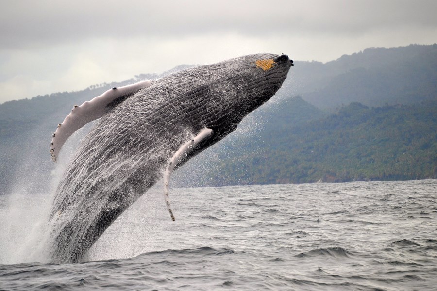 Observation des baleines