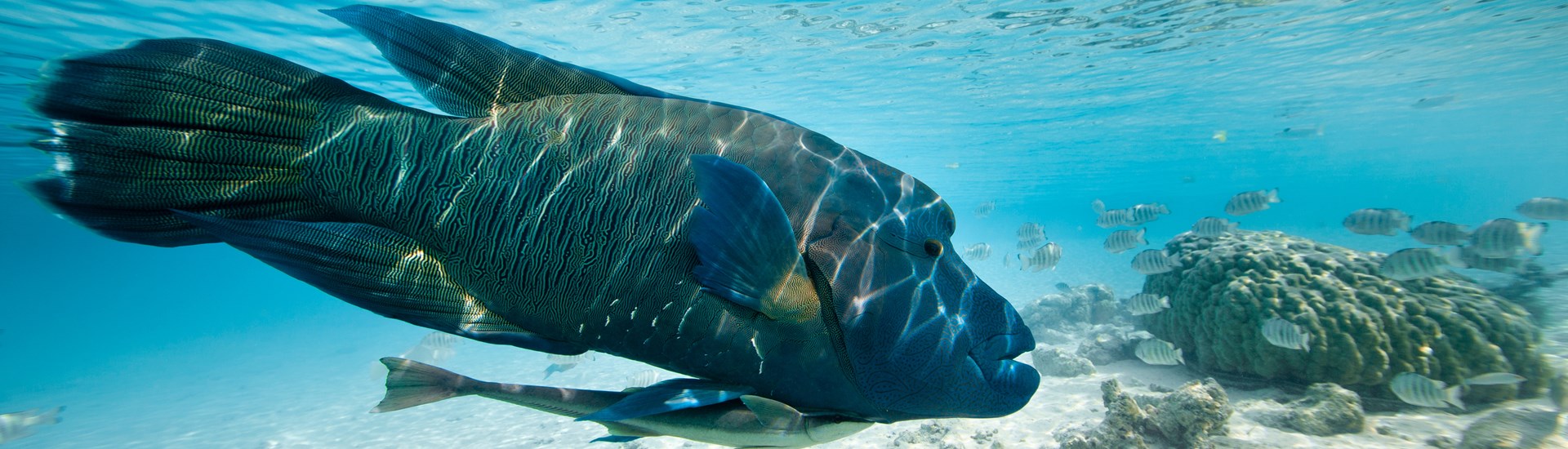 Top 5 des plus beaux sites de plong�e en Martinique