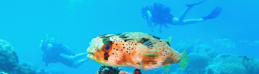 Top 8 des plus beaux sites de plong�e de l'�le Rodrigues